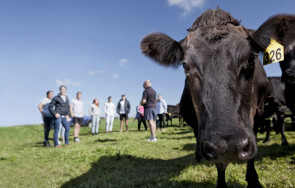 Research Cattle and Students